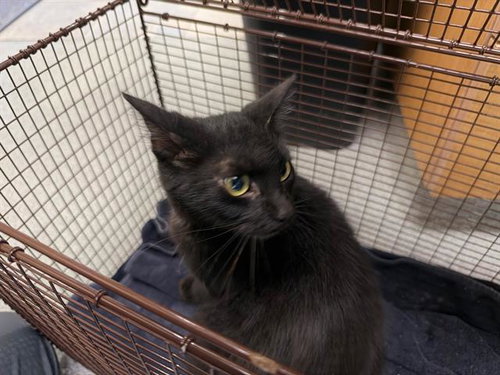 TORA, a cat for adoption from Orange County Animal Care Center