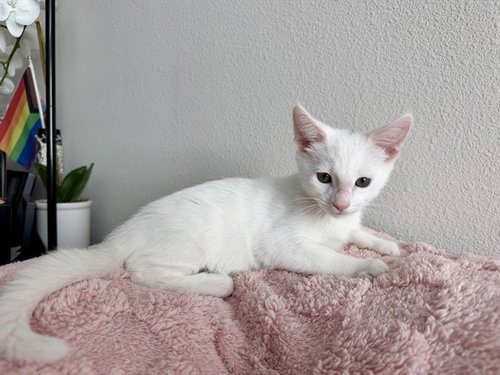 OATMEAL, a cat for adoption from Orange County Animal Care Center
