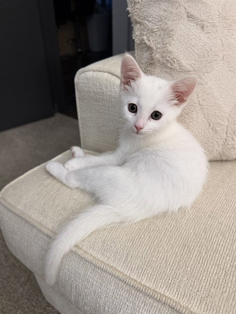 SUGAR, a cat for adoption from Orange County Animal Care Center