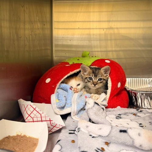 CREAMSICLE, a cat for adoption from Orange County Animal Care Center