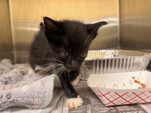 PRINCESS, a cat for adoption from Orange County Animal Care Center