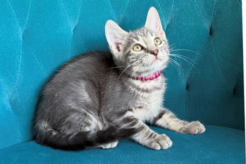 PAPPARDELLE, a cat for adoption from Orange County Animal Care Center