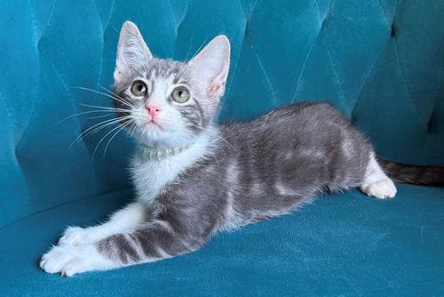 GNOCCHI, a cat for adoption from Orange County Animal Care Center