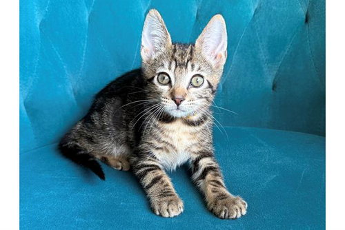 PENNE, a cat for adoption from Orange County Animal Care Center