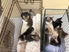 HANSON — Orange, CA Adoption