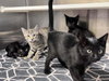 MORSEL — Orange, CA Adoption