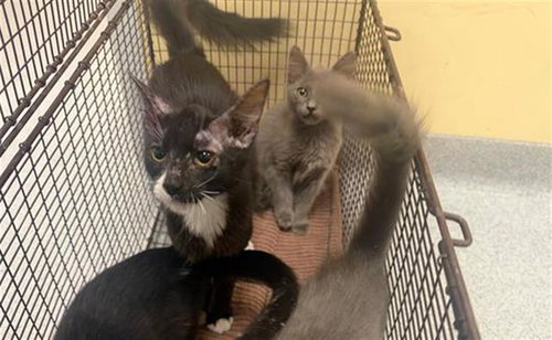 MORTICIA, a cat for adoption from Orange County Animal Care Center