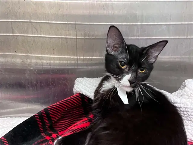 Morticia - Domestic Short Hair