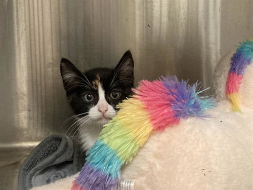 DISNEY, a cat for adoption from Orange County Animal Care Center