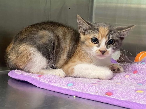 LEMON, a cat for adoption from Orange County Animal Care Center