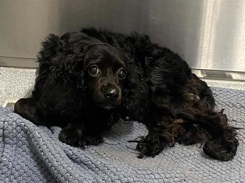 ANAKIN, a dog for adoption from Orange County Animal Care Center