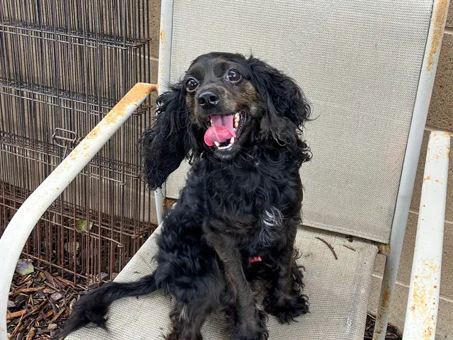 Anakin - Cocker Spaniel
