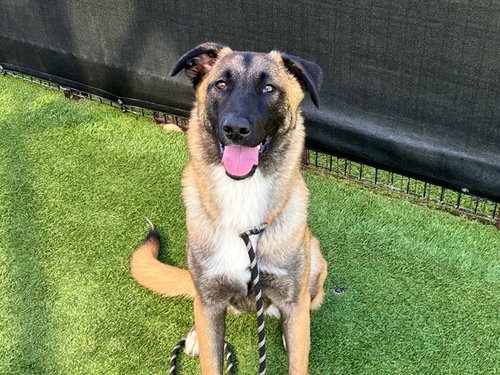 Shannon, Belgian Shepherd Malinois (medium coat)