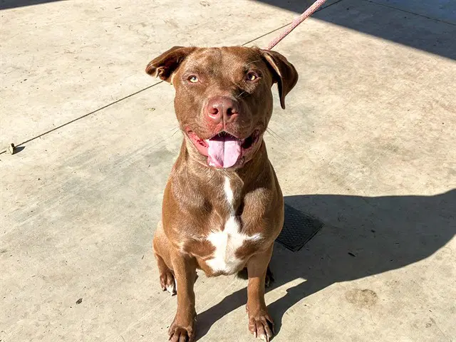 Mack - Pit Bull Terrier
