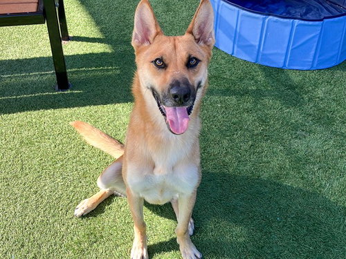Tova, German Shepherd Dog (medium coat)