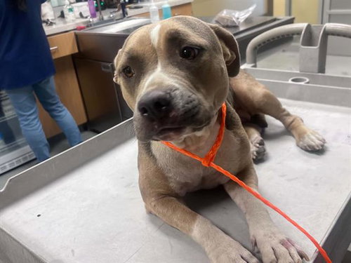 Tempura, American Staffordshire Terrier (medium coat)