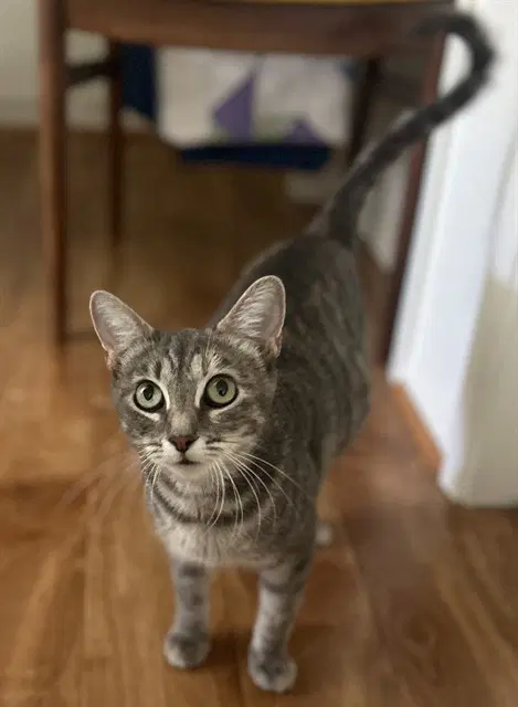 Miss Agatha - Domestic Short Hair