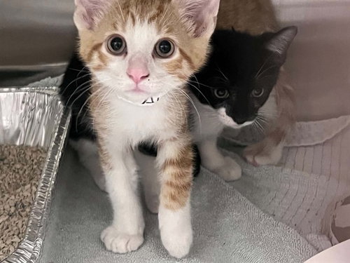 GHOUL, a cat for adoption from Orange County Animal Care Center
