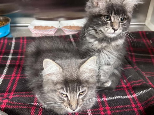 FAUCET, a cat for adoption from Orange County Animal Care Center