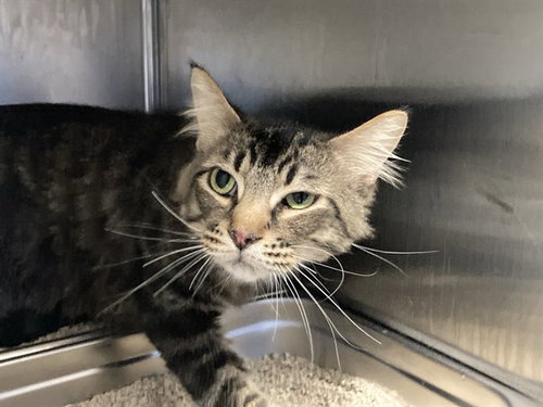 RAIN, a cat for adoption from Orange County Animal Care Center