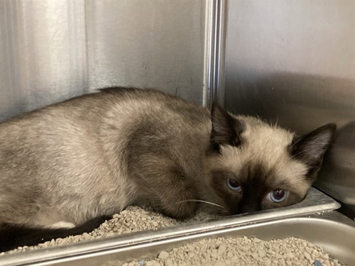 OMEN, a cat for adoption from Orange County Animal Care Center