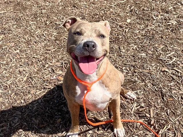 Nala - Pit Bull Terrier