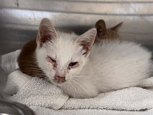 SPARK, a cat for adoption from Orange County Animal Care Center