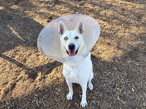 Philadelphia, German Shepherd Dog / Siberian Husky / Mixed (medium coat)