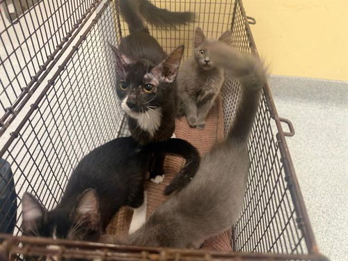 ELSA, a cat for adoption from Orange County Animal Care Center