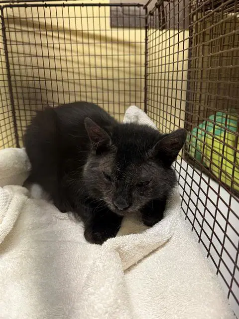 Ashryver - Domestic Short Hair