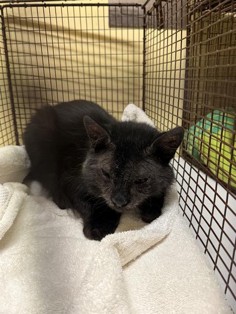ASHRYVER, a cat for adoption from Orange County Animal Care Center