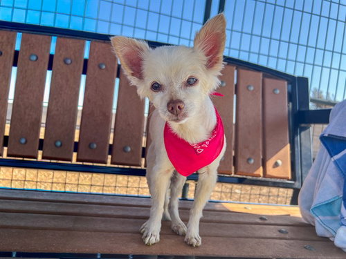 Bellona, Chihuahua (medium coat)