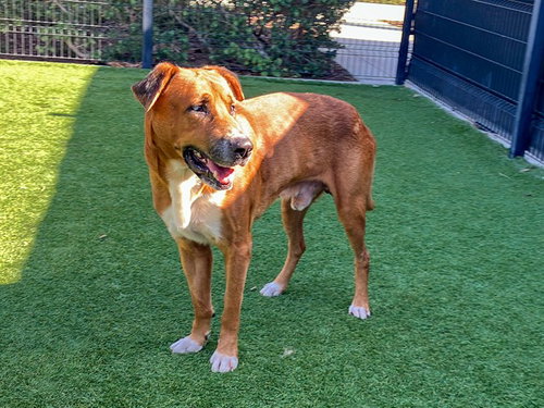 M. Murdock, Labrador Retriever / Mixed (medium coat)