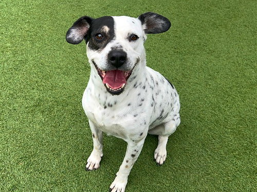 Andrea, Australian Cattle Dog/Blue Heeler / Mixed (medium coat)