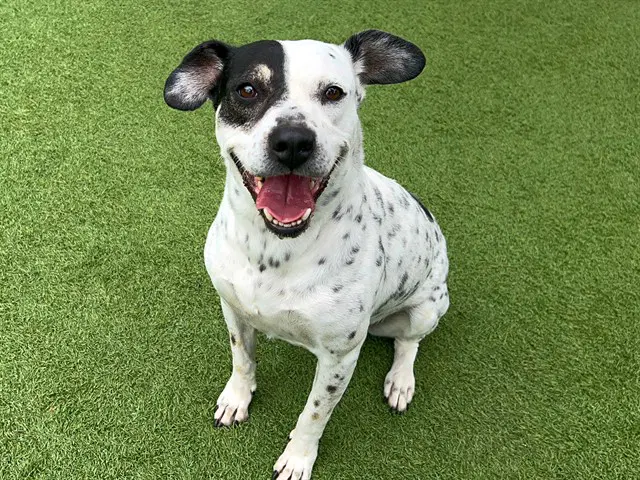 Andrea - Australian Cattle Dog/Blue Heeler