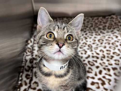 Skylar White, Domestic Short Hair (medium coat)