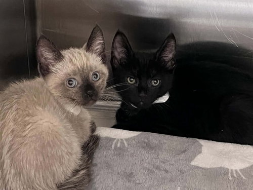 Pepper, Domestic Short Hair (medium coat)