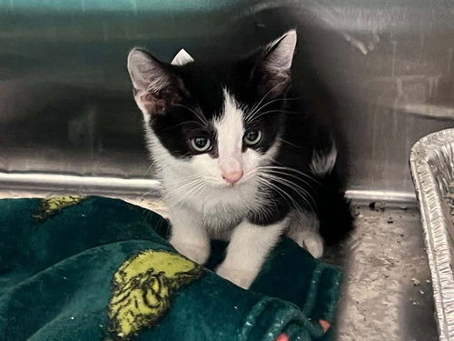 Marty Supreme, Domestic Short Hair (medium coat)
