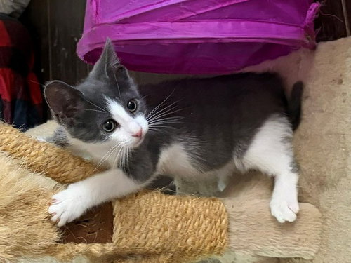 Rachel, Domestic Short Hair (medium coat)