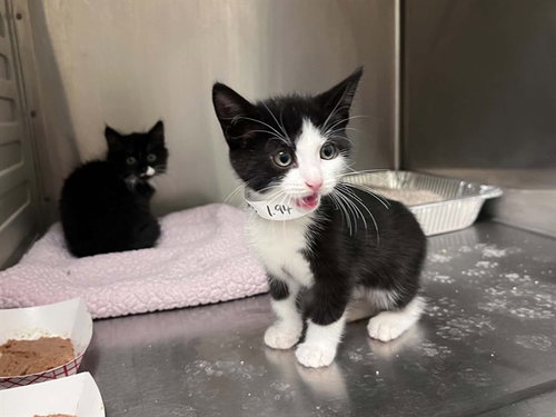 Mystic, Domestic Short Hair (medium coat)