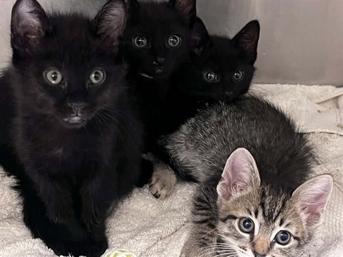 Barney, Domestic Short Hair (medium coat)