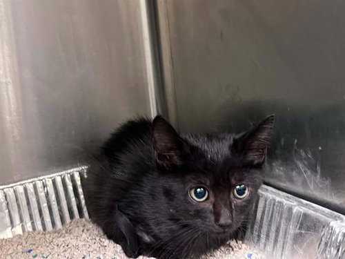 Vesper, Domestic Short Hair (medium coat)