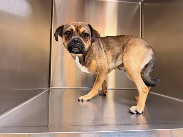 Tony - Pug