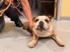 SUBS — Orange, CA Adoption