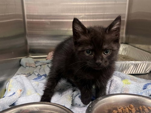Salem, Domestic Short Hair (medium coat)