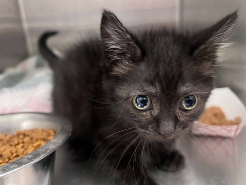 Sabrina, Domestic Short Hair (medium coat)