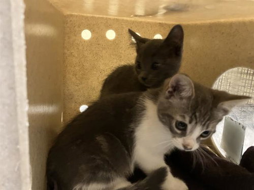 Treat, Domestic Short Hair (medium coat)