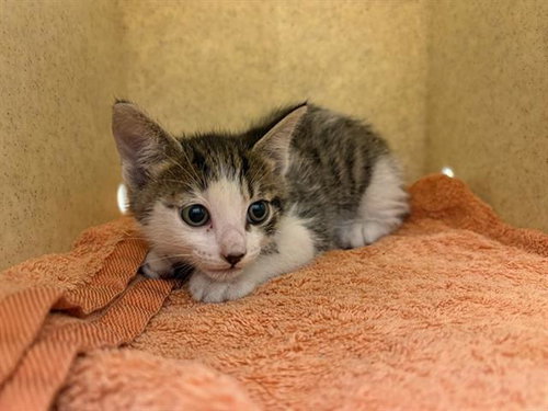 Deftone, Domestic Short Hair (medium coat)