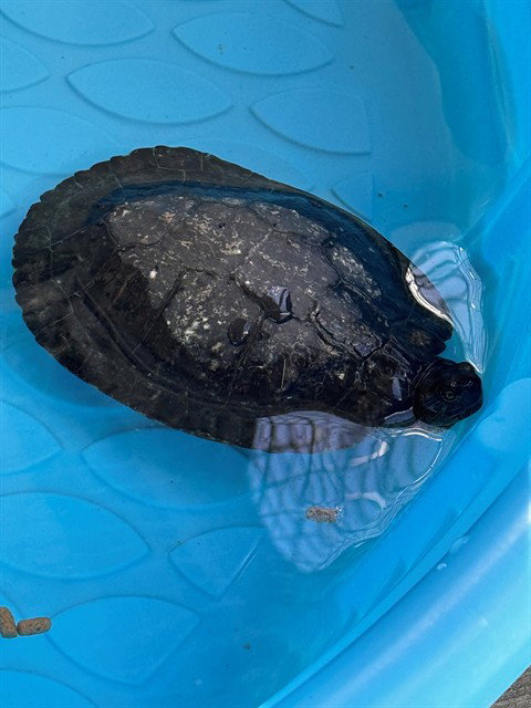 Greenie, Turtle (medium coat)