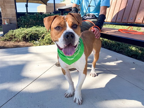 Raphael, Staffordshire Bull Terrier (medium coat)